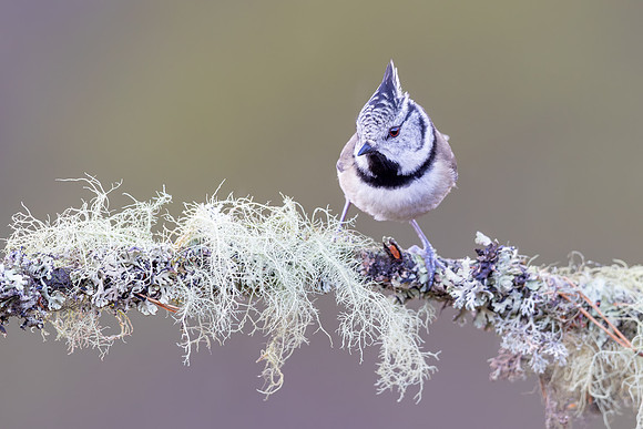 Crested Tit, Cairngorms, February 2026