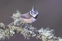 Crested Tit, Cairngorms, February 2026