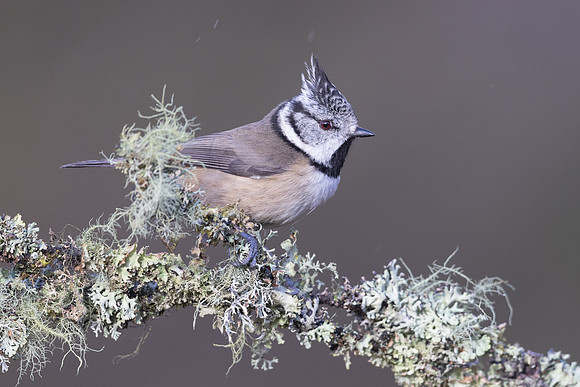 Crested Tit, Cairngorms, February 2026