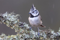 Crested Tit, Cairngorms, February 2026
