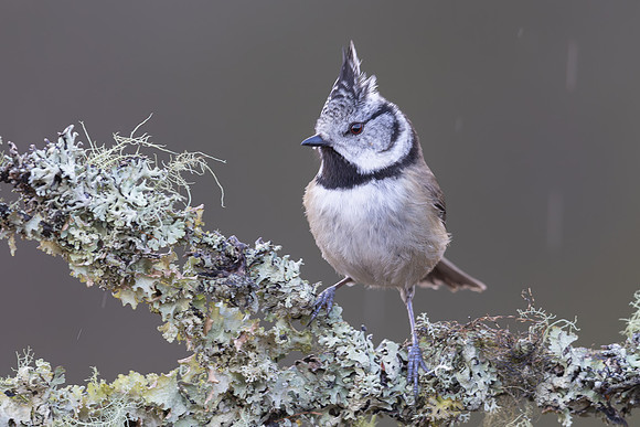 Crested Tit, Cairngorms, February 2026