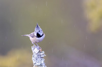 Crested Tit, Cairngorms, February 2026