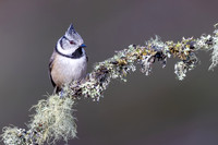 Crested Tit, Cairngorms, February 2026