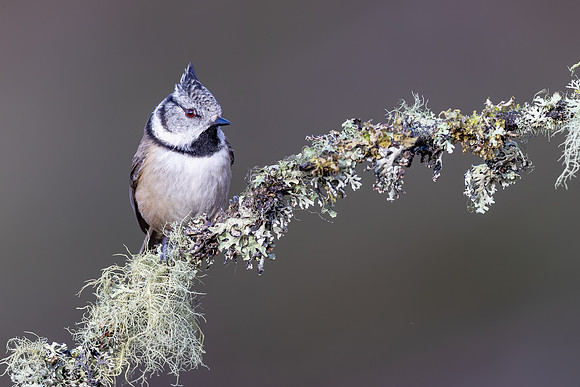 Crested Tit, Cairngorms, February 2026