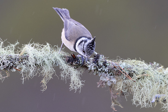 Crested Tit, Cairngorms, February 2026
