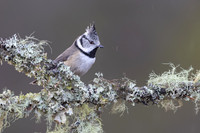 Crested Tit, Cairngorms, February 2026