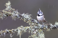 Crested Tit, Cairngorms, February 2026