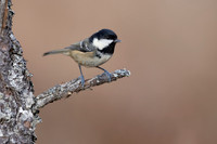 Coal Tit, Cairngorms, February 2026