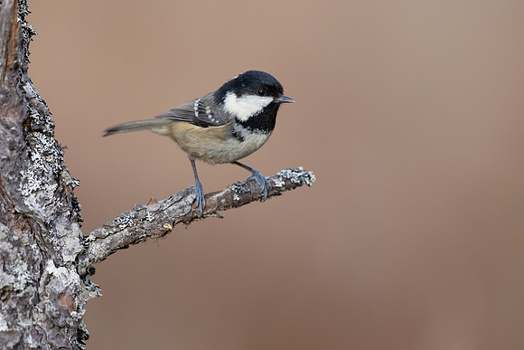 Coal Tit, Cairngorms, February 2026