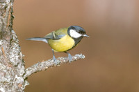 Great Tit