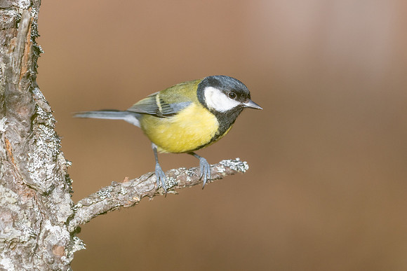 Great Tit, Cairngorms, February 2026