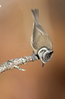 Crested Tit, Cairngorms, February 2026