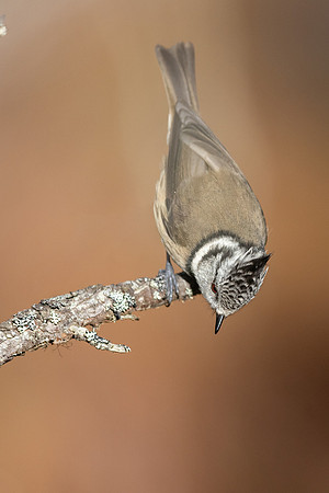 Crested Tit, Cairngorms, February 2026