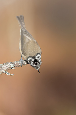 Crested Tit, Cairngorms, February 2026