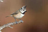 Crested Tit, Cairngorms, February 2026
