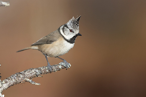 Crested Tit, Cairngorms, February 2026