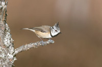 Crested Tit, Cairngorms, February 2026