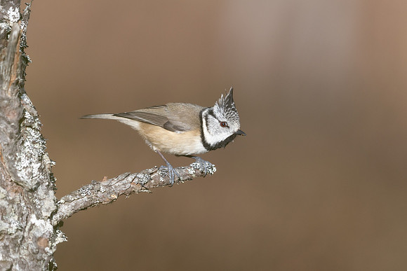 Crested Tit, Cairngorms, February 2026