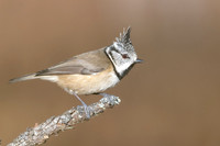 Crested Tit, Cairngorms, February 2026