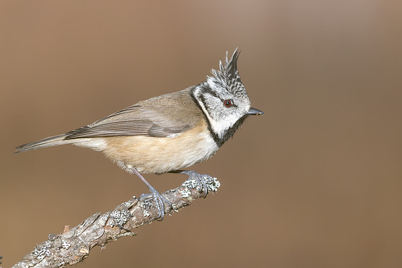 Crested Tit, Cairngorms, February 2026