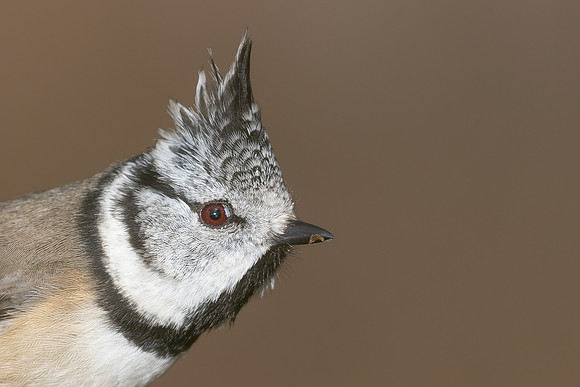 Crested Tit, Cairngorms, February 2026