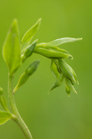 Green-flowered Helleborine, Cotswolds, June 2024
