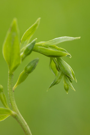 Green-flowered Helleborine, Cotswolds, June 2024