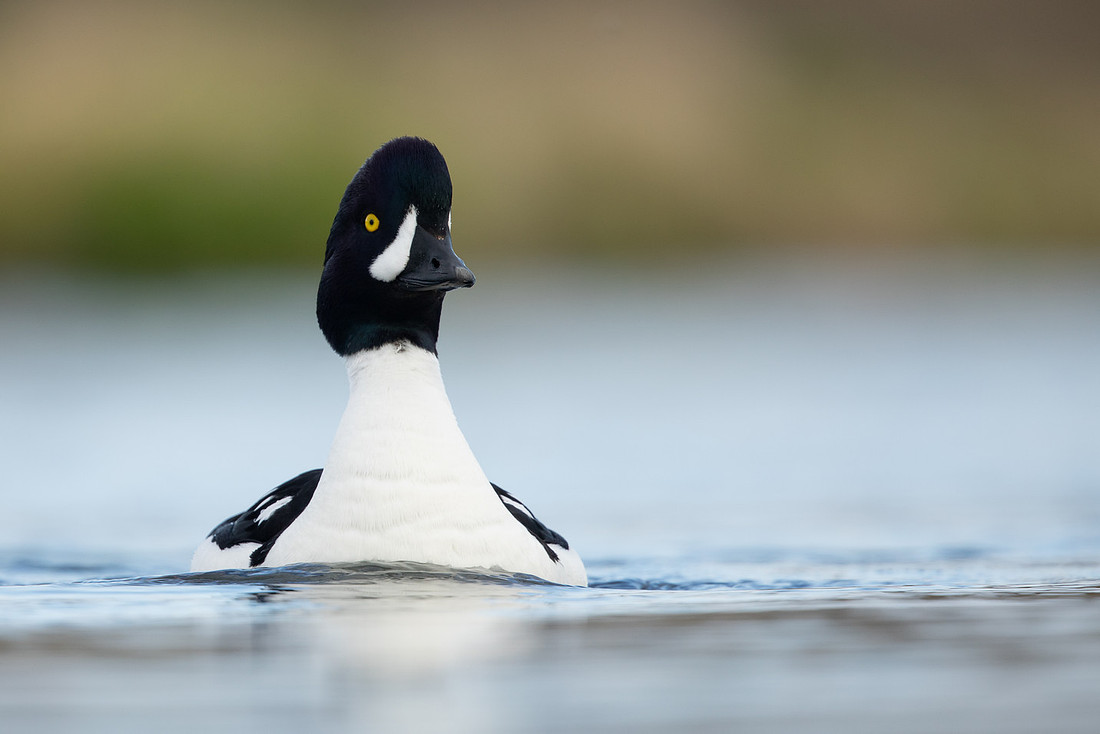 Barrow's Goldeneye, River Laxa, Iceland, May 2022
