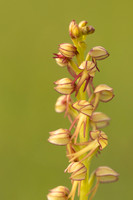 Man Orchid, Wye nature reserve, May 2024