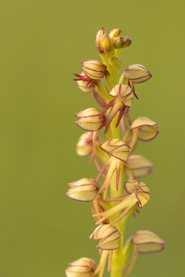 Man Orchid, Wye nature reserve, May 2024