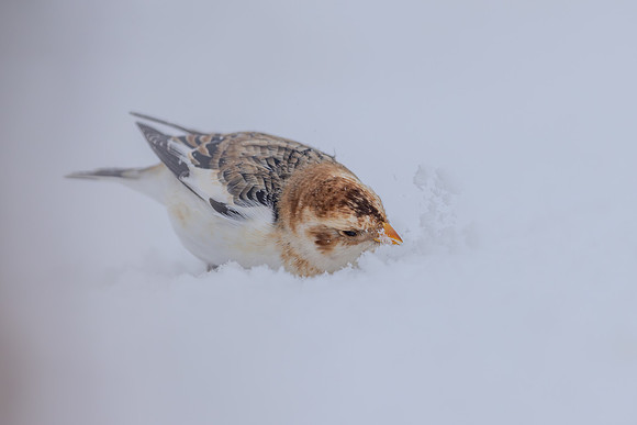 Snow Bunting, Cairngorms, February 2026