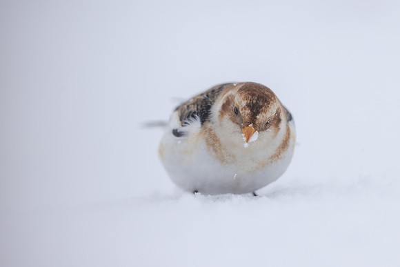 Snow Bunting, Cairngorms, February 2026