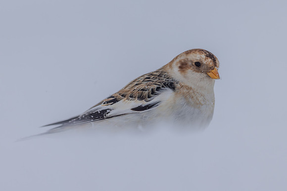 Snow Bunting, Cairngorms, February 2026