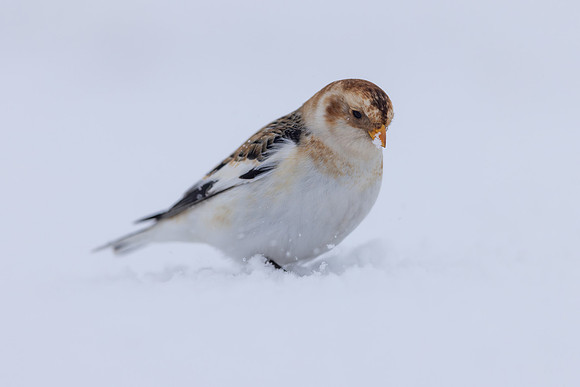 Snow Bunting, Cairngorms, February 2026