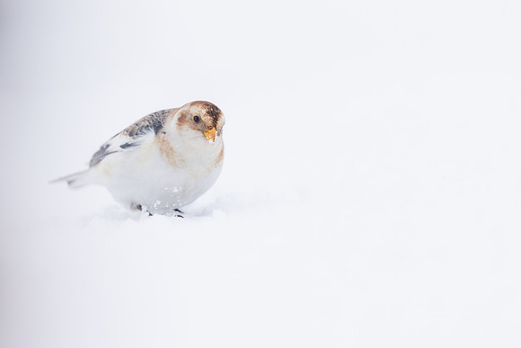 Snow Bunting, Cairngorms, February 2026