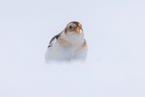 Snow Bunting, Cairngorms, February 2026