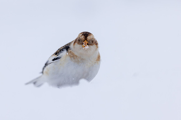 Snow Bunting, Cairngorms, February 2026