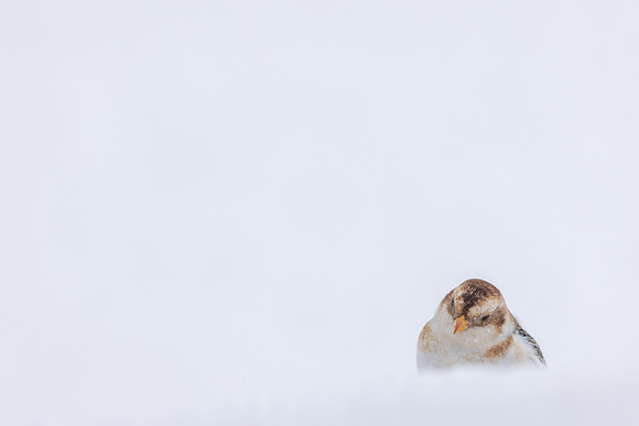 Snow Bunting, Cairngorms, February 2026