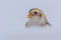 Snow Bunting