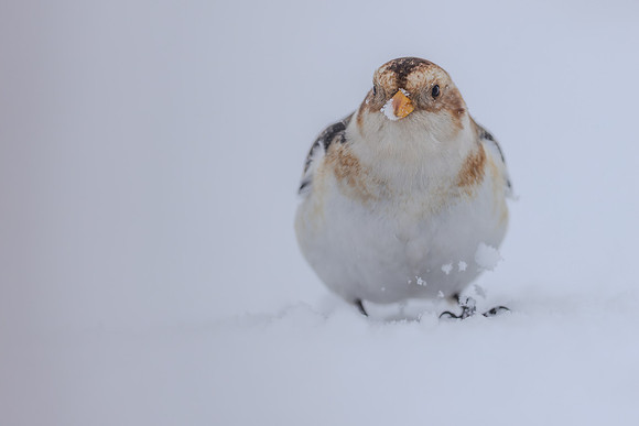 Snow Bunting, Cairngorms, February 2026