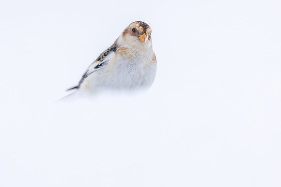 Snow Bunting, Cairngorms, February 2026