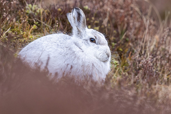 Mountain Hare, Scotland, February 2026