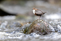 Dipper, Glenmore, Scotland, February 2026