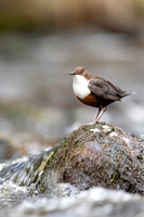 Dipper, Glenmore, Scotland, February 2026
