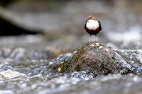 Dipper, Glenmore, Scotland, February 2026
