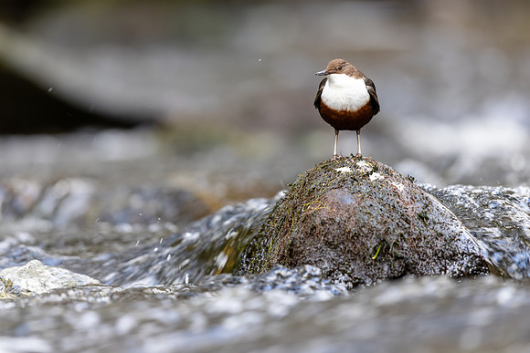 Dipper, Glenmore, Scotland, February 2026
