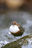 Dipper, Glenmore, Scotland, February 2026