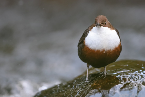 Dipper, Glenmore, Scotland, February 2026
