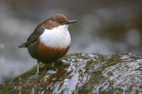 Dipper, Glenmore, Scotland, February 2026