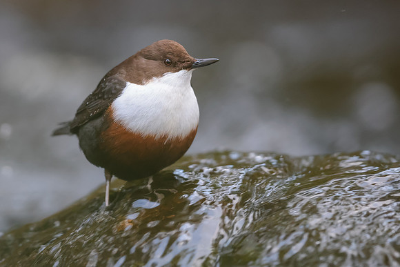 Dipper, Glenmore, Scotland, February 2026